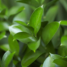 Closeup of a Ruscus leaf
